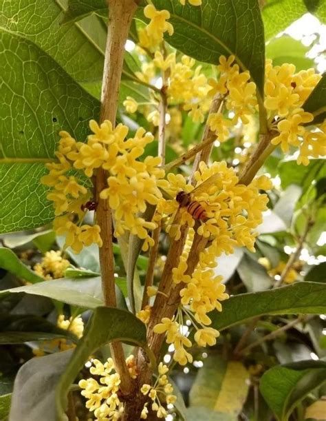 陽台種桂花風水